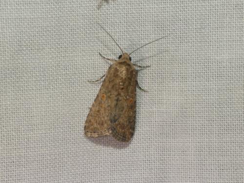 Spodoptera exigua